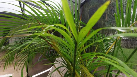 Close-up-view-of-potted-palm-tree-during-rainy-Florida-weather-in-summer