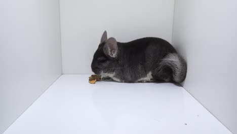 Chinchilla,-South-American-Pet-Rodent-Sits-In-A-White-Enclosure
