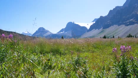POV-Der-Natürlichen-Landschaft-Auf-Der-Grünen-Wiese-Mit-Wunderschönen-Rosafarbenen-Blumen-Und-Bogensee-Und-Bergkette-Im-Banff-Nationalpark,-Alberta,-Kanada-In-Der-Sommerferienzeit