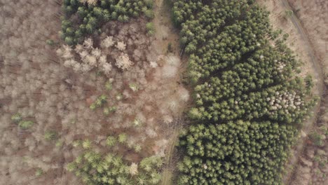 Impressions-of-the-Harz-national-park-on-a-dark-moody-day,-captured-by-a-drone-flying-very-high-and-in-between-trees-with-beautiful-orange-and-red-leaves,-North-Germany,-Europe