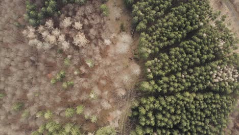 Impressions-of-the-Harz-national-park-on-a-dark-moody-day,-captured-by-a-drone-flying-very-high-and-in-between-trees-with-beautiful-orange-and-red-leaves,-North-Germany,-Europe