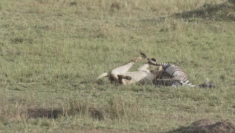 Lioness-with-Zebra-kill-in-Masai-Mara,-Kenya,-Africa