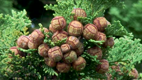 A-cluster-of-cones-and-seeds-hanging-from-a-Lawson-Cypress-tree-in-the-garden-of-a-property-in-Oakham,-Rutland,-UK