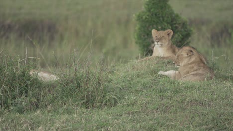 Young-lions-stretching,-Masai-Mara,-Kenya,-Africa