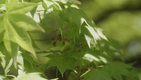Wonderful-Scenery-Of-A-Mapple-Tree-On-A-Bright-Sunny-Day-In-Japan---Slow-Motion-Shot