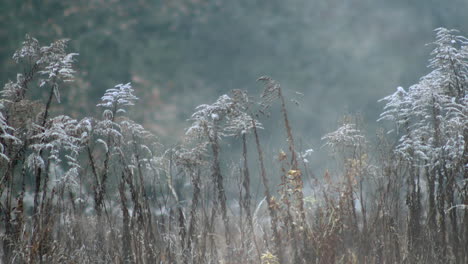 Mist-swirls-over-tall-grass-covered-in-hoar-frost,-slow-pan