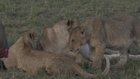 Pride-of-lions-and-cubs-feeding-on-wildebeest-in-Masai-Mara,-Kenya,-Africa