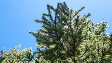 POV-natural-pine-tree-forest-with-clear-blue-sky-in-summer-daytime