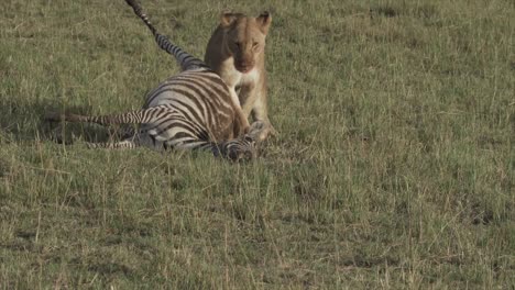 Lioness-with-zebra-it-had-killed-in-Masai-Mara,-Kenya,-Africa