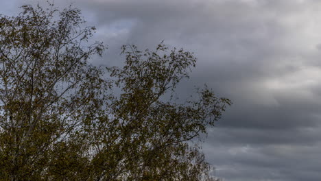 Time-lapse-of-clouds-in-the-sky-moving-fast-in-the-foreground-from-the-side-of-a-crown-of-birch-centuries-and-leaves-moving-under-strong-wind-leaves-flying-around-a-tree-captured-an-autumn-sunny-day