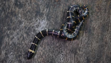 Cylindrophis-ruffus,-Red-tailed-Pipe-Snake,-rested-on-a-wooden-floor-and-looped-in-a-figure-of-eight-knot-undoing-itself-and-moving-out-of-the-frame