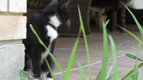 Small-black-and-white-domestic-sitting-outside-looking-around-a-wall-through-long-grass-in-the-foreground