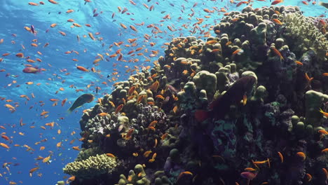 Ein-Bunter-Unterwasserhintergrund-Des-Korallenriffs