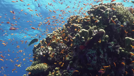 Un-Colorido-Fondo-Submarino-De-Arrecifes-De-Coral