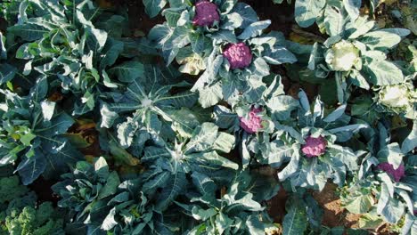 Aerial-reveals-white-and-purple-cauliflower-heads-ready-for-harvest,-others-already-cut