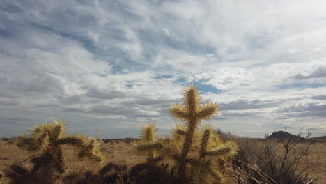Lapso-De-Tiempo-En-La-Nube-Con-Cactus-Cholla-En-El-Desierto-De-Mojave,-California,-Pan-A-La-Derecha