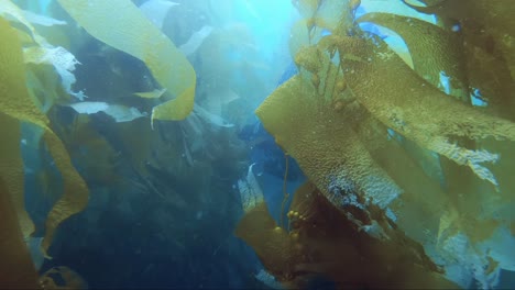 Diver-discovering-the-ocean-kelp-forest-in-California