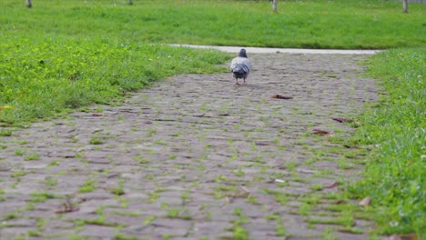 Pigeon-calmly-walking-in-a-park