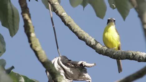 Boat-billed-Flycatcher-perching-on-a-tree-in-the-subtropical-rainforest-of-Argentina