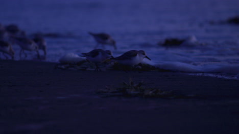 Eine-Große-Gruppe-Süßer-Sandpfeifer-küstenvögel,-Die-Nach-Sonnenuntergang-Im-Blauen-Dunklen-Licht-Mit-Hereinrollenden-Wellen-Nach-Futterwürmern-Und-Käfern-Am-Strand-Suchen