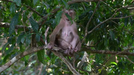 Northern-Pig-tailed-Macaque,-mother-and-child,-Macaca-leonine,-the-infant-bored-and-wanted-to-go,-the-mother-gathers-her-child-as-it-hangs-on-her-then-they-took-off