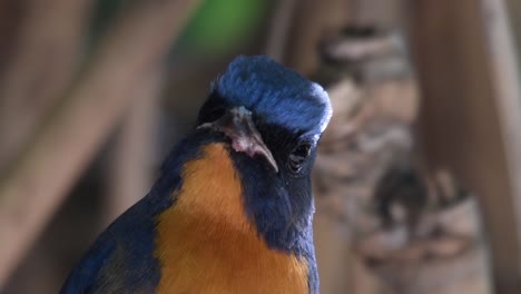 Chinese-Blue-Flycatcher,-Cyornis-glaucicomans,-portrait-footage-in-the-wild-as-the-bird-looks-at-straight-to-the-camera,-turning-its-head-and-singing-a-song