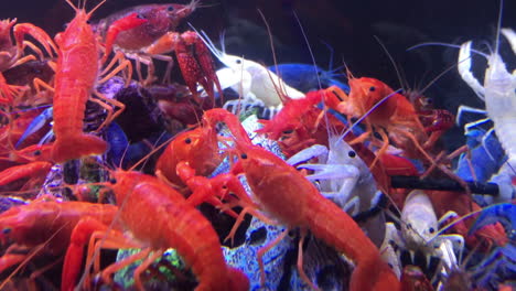 beautiful-fansy-shrimp-in-tank