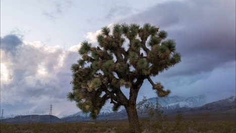 Snow-blowing-off-mountains-approaches-Joshua-Tree-in-Mojave-Desert,-Time-Lapse