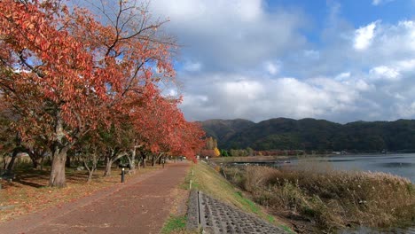 Walking-path-by-maple-trees-avenue-next-to-lake-Kawaguchi,-Japan