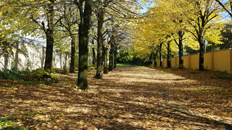 Still-shot-of-bright-yellow-autumn-leaves-falling-on-a-walking-path