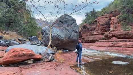 Man-Walking-and-Observing-Oak-Creek-in-Picturesque-Slide-Rock-State-Park-Canyon,-Sedona-Arizona-USA
