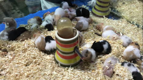 cute-Guinea-Pig-in-farm
