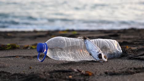 Side-by-a-side,-a-dead-fish-on-a-sandy-beach-next-to-a-discarded-plastic-bottle