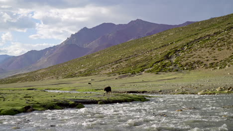 Erstaunliche-Landschaft-Des-Himalaya-Az-Markha-Tals-Indien,-Ladakh-Als-Eine-Kuh,-Die-In-Freier-Wildbahn-Weidet