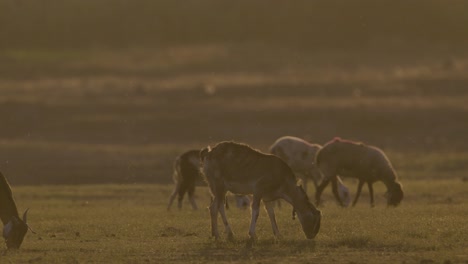 Goats-feeding-at-beautiful-sunset-light