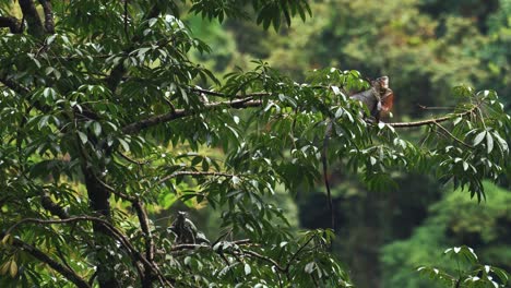 Zwei-Wilde-Gefährdete-Leguane---Riesenechsen-Sitzen-Auf-Einem-Baum,-Einer-Schüttelt-Den-Kopf-Im-Arenal-vulkan-nationalpark-In-Costa-Rica