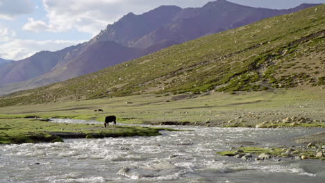 Wunderschöne-Himalaya-Landschaft-Als-Lulu-Kuh,-Die-Auf-Grünem-Gras-An-Einem-Fluss-Mit-Hohen-Bergen-Im-Hintergrund-Weidet