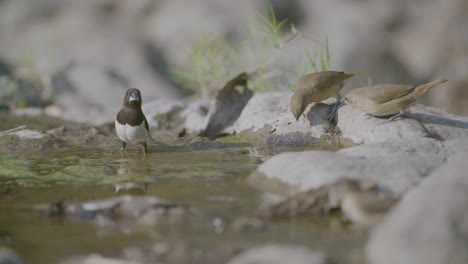 Tri-color-munia-and-birds-at-water-hole-quenching-their-thirst