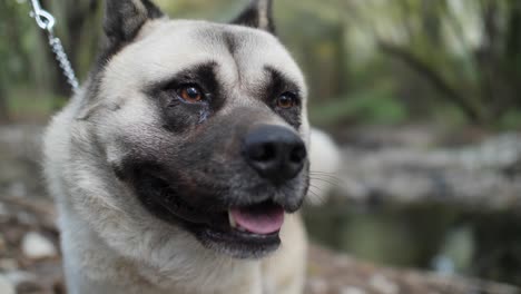 Nahaufnahmeporträt-Eines-Glücklichen-Akita-Hundes