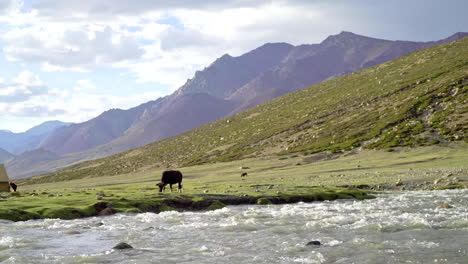 Himalayan-landscape-with-the-Markha-river-and-high-mountains-in-the-background,-wild-lulu-cow-grazing-on-grass-on-a-sunny-day