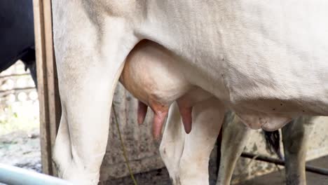 Udder-of-white-dairy-cow-with-teats-or-nipples,-close-up