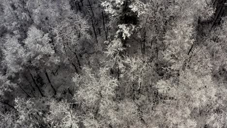 Ein-Dunkler-Und-Gruseliger-Waldboden,-Der-Von-Oben-Mit-Leichtem-Schnee-Bedeckt-Ist