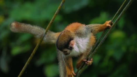 Slow-Motion-clip-of-a-curious,-wild-and-cute-baby-Squirrel-Monkey,-who-is-climbing-and-looking-for-food-at-Manuel-Antonio-National-Park-in-Costa-Rica