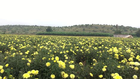 Overlooking-a-beautiful-yellow-flower-field-in-India-during-daytime
