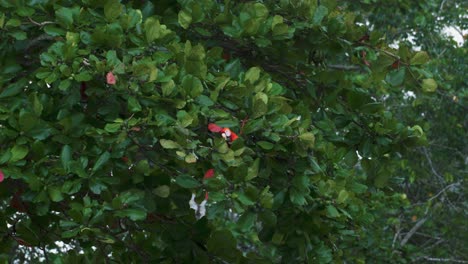 A-couple-of-red-scarlet-macaw-ara-parrots-are-sitting-in-a-green-almond-tree-and-eating-the-fruits-in-Jaco,-Costa-Rica