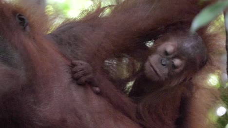 Slow-motion-shot-of-wild-orangutan-mother-with-young-baby-eating-fruit-in-Bukit-Lawang,-Sumatra,-Indonesia