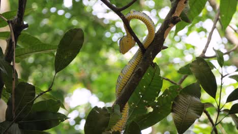 Wild-viper-snake-on-branch-in-Sumatran-rainforest