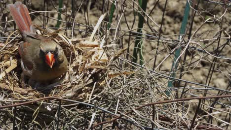 Mother-bird-turning-around-in-nest
