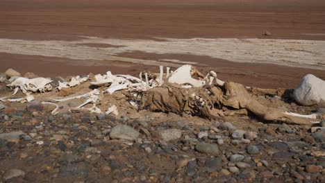 Skelett-Eines-Tieres,-Das-In-Der-Danakil-Wüste-Liegt
