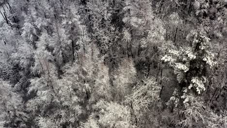 Ein-Verschneiter-Waldboden-Von-Oben